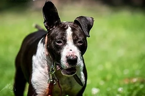 Jero - wspaniały pies typu Bullterrier szuka domu 