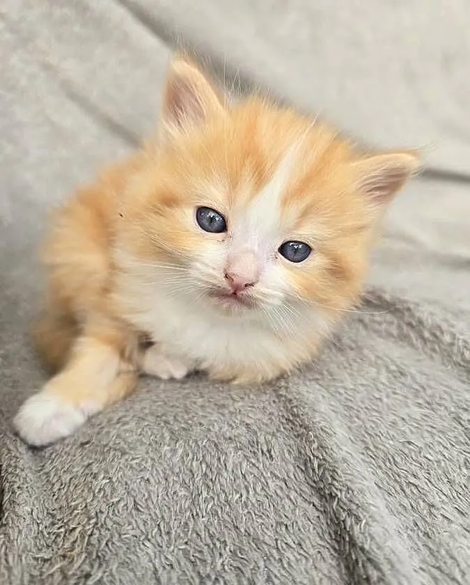 Ragdoll - niespotykane kocięta w kolorze mink , solid, Lubuskie, Zielona Góra