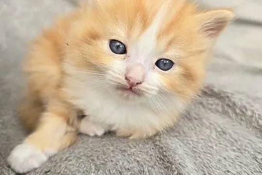 Ragdoll  - niespotykane kocięta w kolorze mink , solid, Lubuskie, Zielona Góra