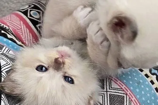 Ragdoll  - niespotykane kocięta w kolorze mink , solid, Lubuskie, Zielona Góra