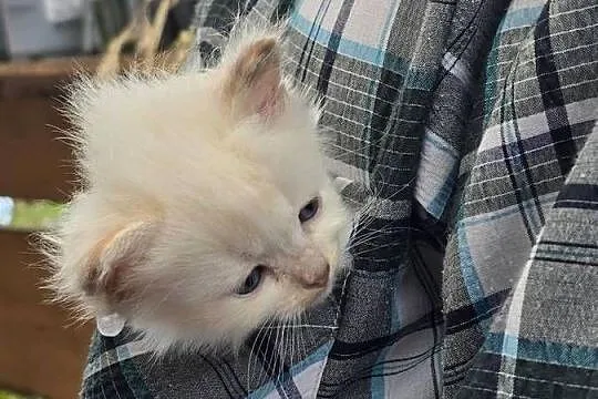Ragdoll  - niespotykane kocięta w kolorze mink , solid, Lubuskie, Zielona Góra