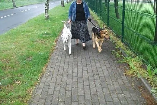 Pies duży w typie owczarka niemieckiego, mieszanie