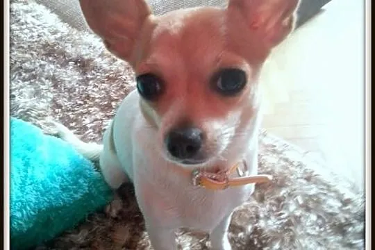 Chihuahua krótkowłosa Suczka 11 miesięczna