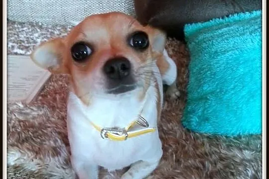 Chihuahua krótkowłosa Suczka 11 miesięczna