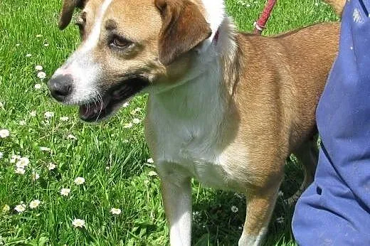 Fanta - beżowa suczka do adopcji! ,  mazowieckie Warszawa