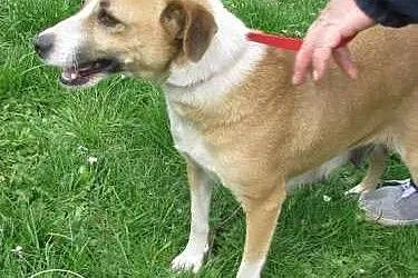 Fanta - beżowa suczka do adopcji! ,  mazowieckie W