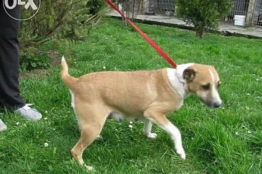 Fanta - beżowa suczka do adopcji! ,  mazowieckie W