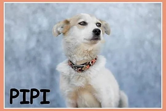 2 letnia, mała 4 kg , delikatna, grzeczna sunia PIPI_Adopcja