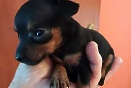 Pinczer miniaturka