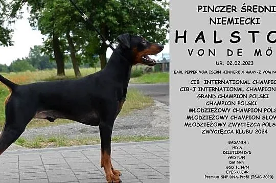 PINCZER ŚREDNI NIEMIECKI - ZAPOWIEDŹ MIOTU, Śląskie, Katowice