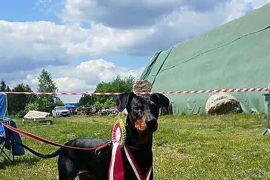 PINCZER ŚREDNI NIEMIECKI - ZAPOWIEDŹ MIOTU, Śląskie, Katowice