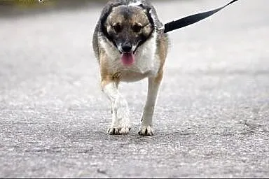 Ilmen trójłapek z konińśkiego schroniska,  wielkop