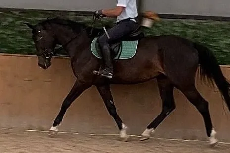 Klacz po Contender Son, , 