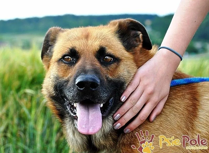 SALVADOR-piękny, bardzo grzeczny i miły młody psiak-1 rok-szukamy domu, adopcja, Małopolskie, Kraków