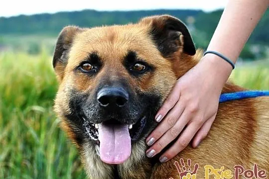 SALVADOR-piękny, bardzo grzeczny i miły młody psiak-1 rok-szukamy domu, adopcja, Małopolskie, Kraków