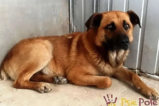 SALVADOR-piękny, bardzo grzeczny i miły młody psiak-1 rok-szukamy domu, adopcja, Małopolskie, Kraków