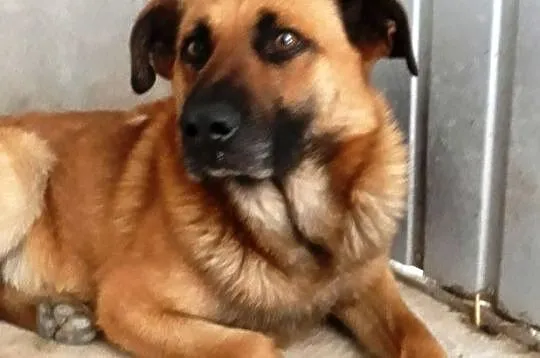 SALVADOR-piękny, bardzo grzeczny i miły młody psiak-1 rok-szukamy domu, adopcja, Małopolskie, Kraków
