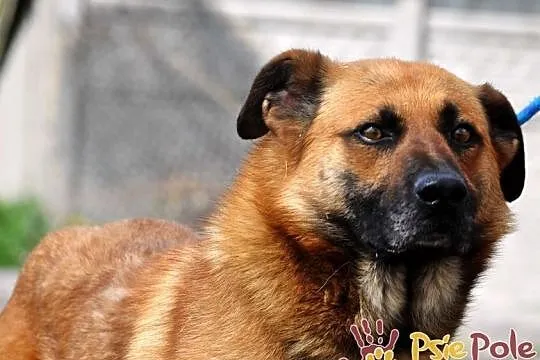 SALVADOR-piękny, bardzo grzeczny i miły młody psiak-1 rok-szukamy domu, adopcja, Małopolskie, Kraków