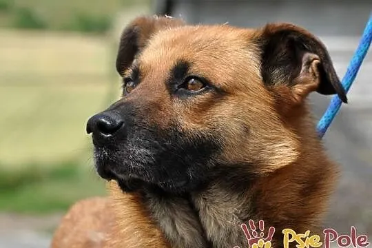 SALVADOR-piękny, bardzo grzeczny i miły młody psiak-1 rok-szukamy domu, adopcja, Małopolskie, Kraków