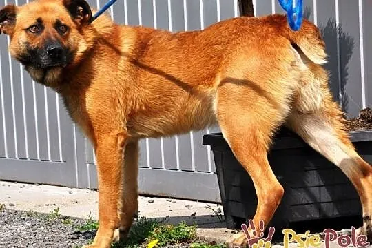 SALVADOR-piękny, bardzo grzeczny i miły młody psiak-1 rok-szukamy domu, adopcja, Małopolskie, Kraków