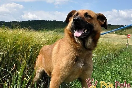 SALVADOR-piękny, bardzo grzeczny i miły młody psiak-1 rok-szukamy domu, adopcja, Małopolskie, Kraków