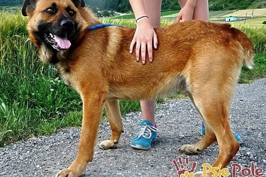 SALVADOR-piękny, bardzo grzeczny i miły młody psiak-1 rok-szukamy domu, adopcja, Małopolskie, Kraków