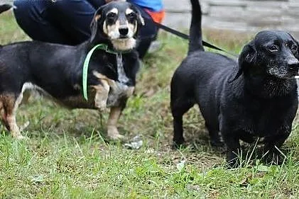 Majka i Bajka: 6 - 7 lat, Suczki,  śląskie Gliwice