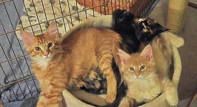 Wyjątkowe a co ważne przemiłe Kociaki Maine Coon