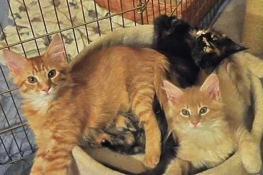 Wyjątkowe a co ważne przemiłe Kociaki Maine Coon
