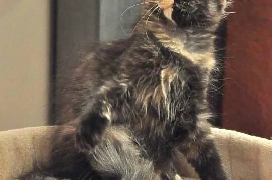Wyjątkowe a co ważne przemiłe Kociaki Maine Coon