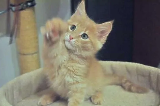Wyjątkowe a co ważne przemiłe Kociaki Maine Coon