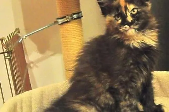 Wyjątkowe a co ważne przemiłe Kociaki Maine Coon