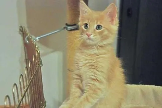 Wyjątkowe a co ważne przemiłe Kociaki Maine Coon