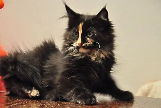 Wyjątkowe a co ważne przemiłe Kociaki Maine Coon