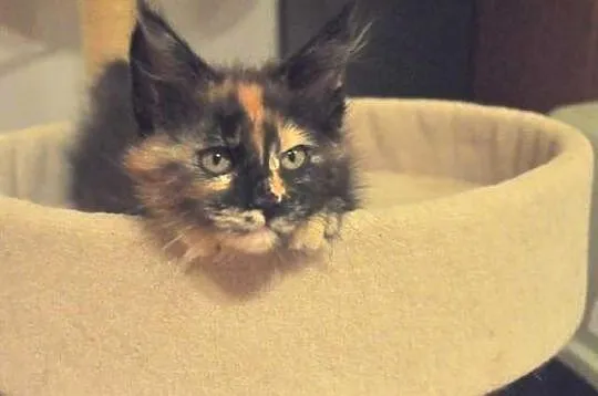 Wyjątkowe a co ważne przemiłe Kociaki Maine Coon