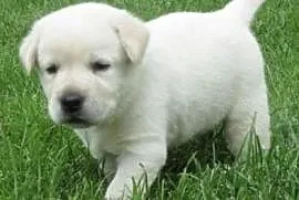 03 Labrador Terrier Z rodowodem, Tuszyn
