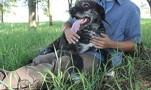 Burbon - fajny mix wyżła szuka domu, Kundelki cał