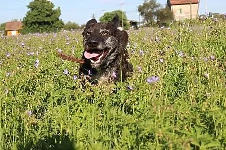 Burbon - fajny mix wyżła szuka domu,  Kundelki cał