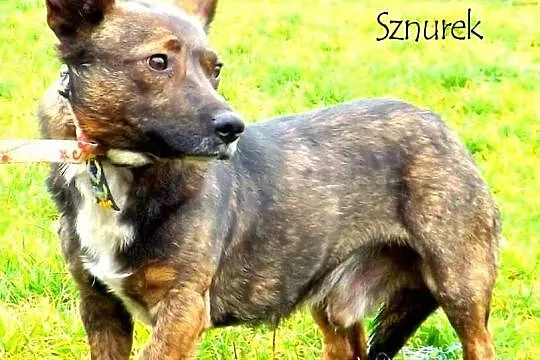 Dwa małe psiaki, Malutki i Sznurek, szukają domu!