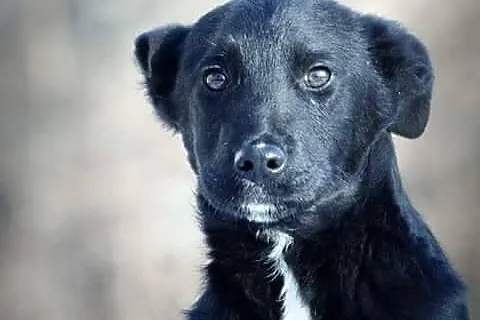 Bas, 5 miesięczny SZCZENIAK, maluch w krawacie do adopcji!
