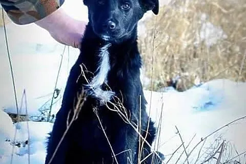 Bas, 5 miesięczny SZCZENIAK, maluch w krawacie do 