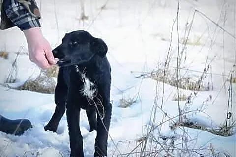 Bas, 5 miesięczny SZCZENIAK, maluch w krawacie do 