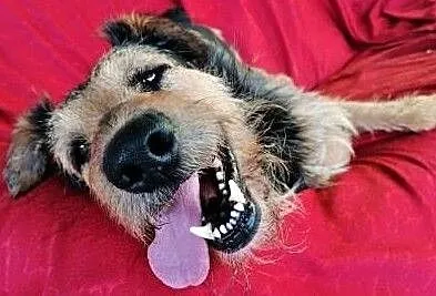 TOBY - piękny, kochany psiak w typie terriera do adopcji, Mazowieckie, Warszawa