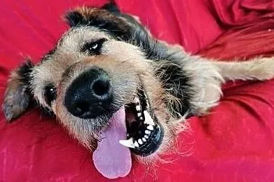 TOBY - piękny, kochany psiak w typie terriera do adopcji, Mazowieckie, Warszawa