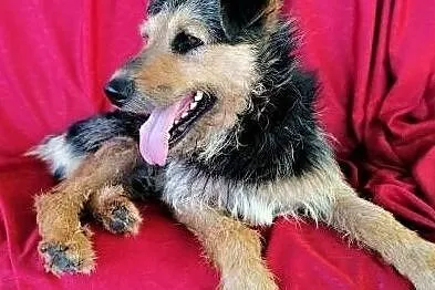 TOBY - piękny, kochany psiak w typie terriera do adopcji, Mazowieckie, Warszawa
