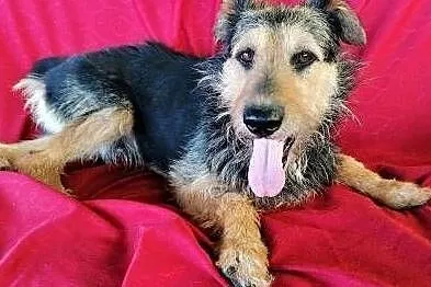 TOBY - piękny, kochany psiak w typie terriera do adopcji, Mazowieckie, Warszawa
