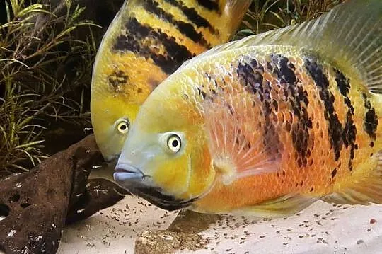 Pielęgnica Cichlasoma bocourti, Lubuskie, Międzyrzecz
