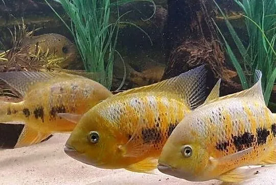Pielęgnica Cichlasoma bocourti, Lubuskie, Międzyrzecz