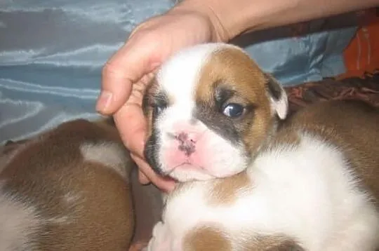 Buldog Angielski FCI
