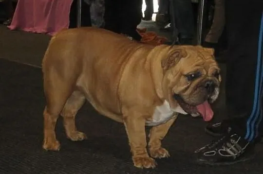 Buldog Angielski FCI